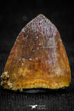 05053 - Top Rare 0.59 Inch Hamadasuchus rebouli Crocodile Tooth Cretaceous KemKem Beds