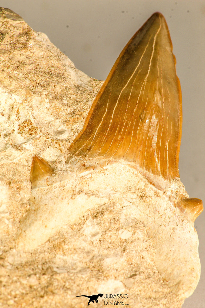30765 - Top Quality 3.23 Inch Otodus obliquus Shark Tooth in Matrix Paleocene
