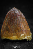 05053 - Top Rare 0.59 Inch Hamadasuchus rebouli Crocodile Tooth Cretaceous KemKem Beds