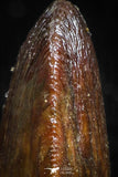 05053 - Top Rare 0.59 Inch Hamadasuchus rebouli Crocodile Tooth Cretaceous KemKem Beds