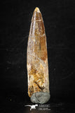 88290 - Top Quality Red 2.63 Inch Spinosaurus Dinosaur Tooth Cretaceous