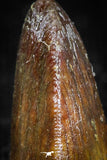 05053 - Top Rare 0.59 Inch Hamadasuchus rebouli Crocodile Tooth Cretaceous KemKem Beds