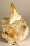 30766 - Top Beautiful 3.19 Inch Otodus obliquus Shark Tooth in Matrix Paleocene