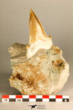 30766 - Top Beautiful 3.19 Inch Otodus obliquus Shark Tooth in Matrix Paleocene