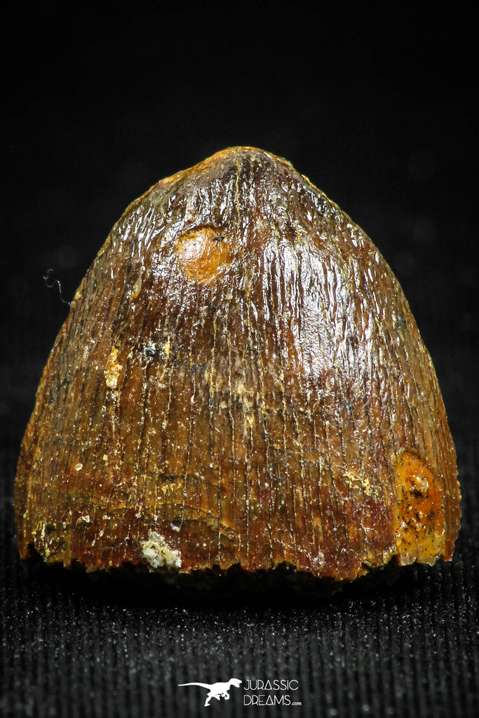 05054 - Top Rare 0.70 Inch Hamadasuchus rebouli Crocodile Tooth Cretaceous KemKem Beds