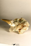 30766 - Top Beautiful 3.19 Inch Otodus obliquus Shark Tooth in Matrix Paleocene