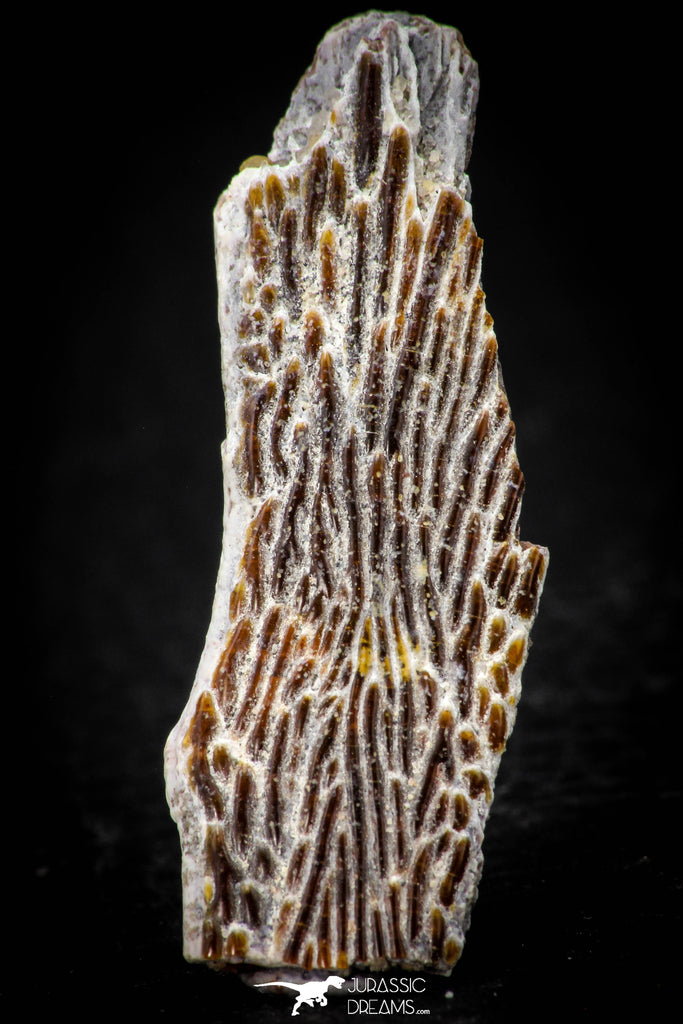 05316 - Rare Unidentified 1.70 Inch Partial Body Fish With Scales From Kem Kem Basin