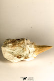 30766 - Top Beautiful 3.19 Inch Otodus obliquus Shark Tooth in Matrix Paleocene