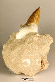 30766 - Top Beautiful 3.19 Inch Otodus obliquus Shark Tooth in Matrix Paleocene