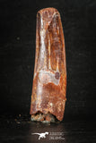 88269 - Top Quality Red 2.24 Inch Spinosaurus Dinosaur Tooth Cretaceous
