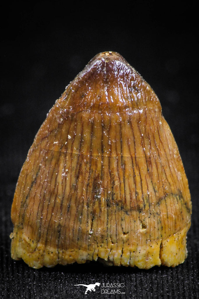 05055 - Top Rare 0.78 Inch Hamadasuchus rebouli Crocodile Tooth Cretaceous KemKem Beds