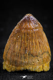 05055 - Top Rare 0.78 Inch Hamadasuchus rebouli Crocodile Tooth Cretaceous KemKem Beds