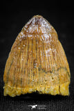 05055 - Top Rare 0.78 Inch Hamadasuchus rebouli Crocodile Tooth Cretaceous KemKem Beds