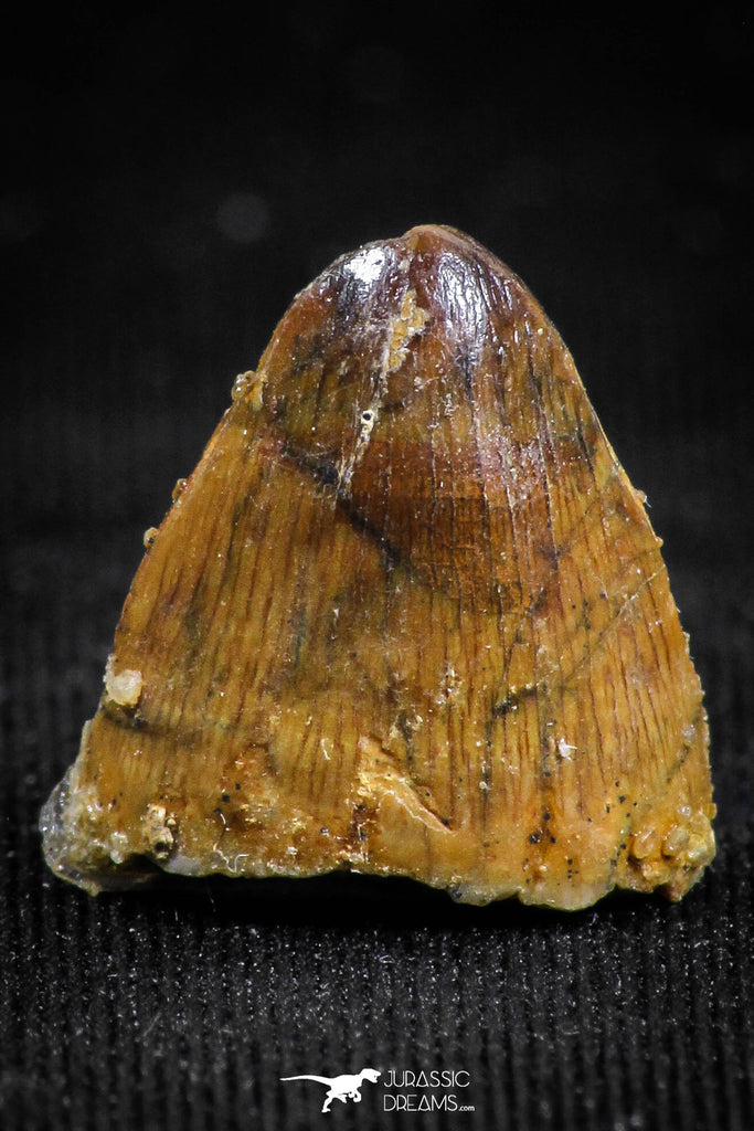 05056 - Top Rare 0.55 Inch Hamadasuchus rebouli Crocodile Tooth Cretaceous KemKem Beds