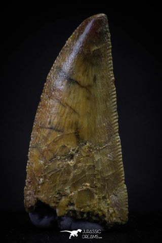 20596 - Collector Grade 0.92 Inch Abelisaur Serrated Dinosaur Tooth Cretaceous KemKem Beds