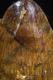 05056 - Top Rare 0.55 Inch Hamadasuchus rebouli Crocodile Tooth Cretaceous KemKem Beds