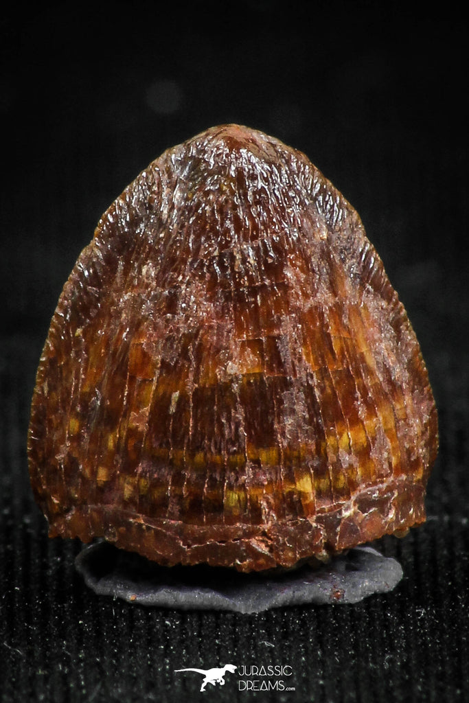 05057 - Top Rare 0.55 Inch Hamadasuchus rebouli Crocodile Tooth Cretaceous KemKem Beds