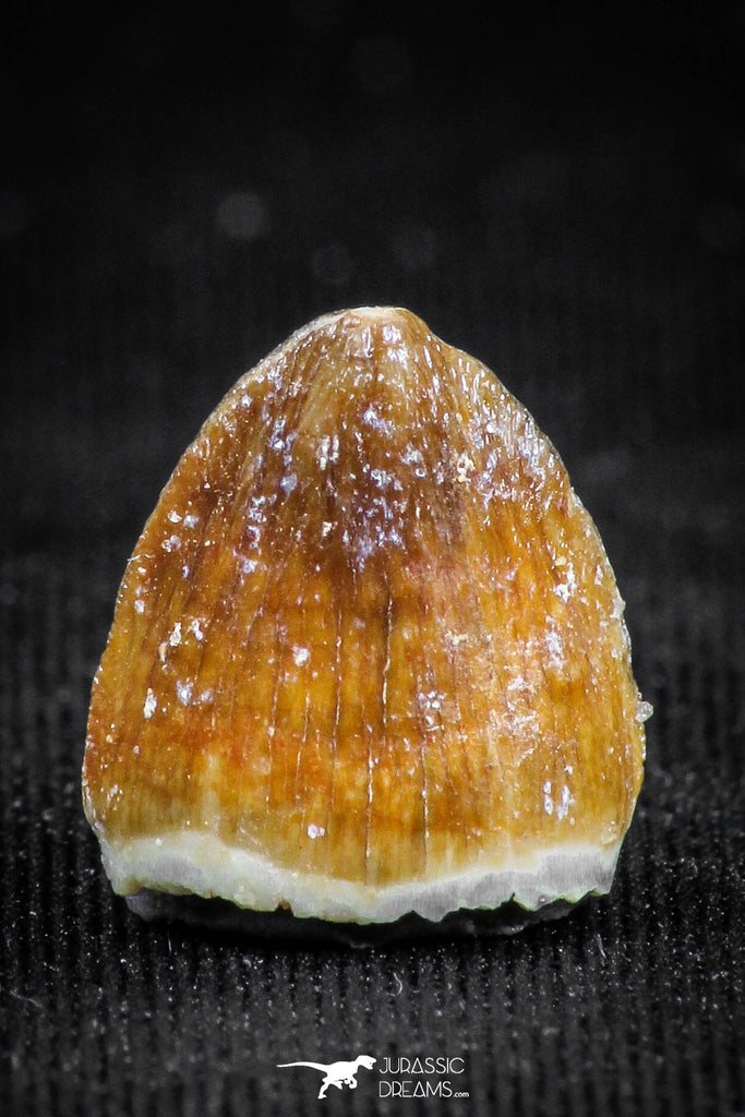 05058 - Top Rare 0.49 Inch Hamadasuchus rebouli Crocodile Tooth Cretaceous KemKem Beds