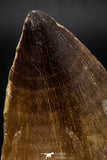 08138 - Well Preserved 2.32 Inch Mosasaur (Prognathodon anceps) Tooth Late Cretaceous