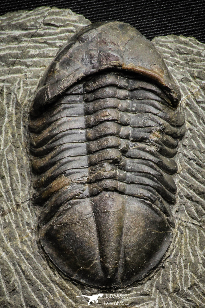 22050 - Top Rare Struveaspis bignoni Middle Devonian Trilobite