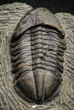 22050 - Top Rare Struveaspis bignoni Middle Devonian Trilobite