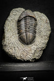 22050 - Top Rare Struveaspis bignoni Middle Devonian Trilobite