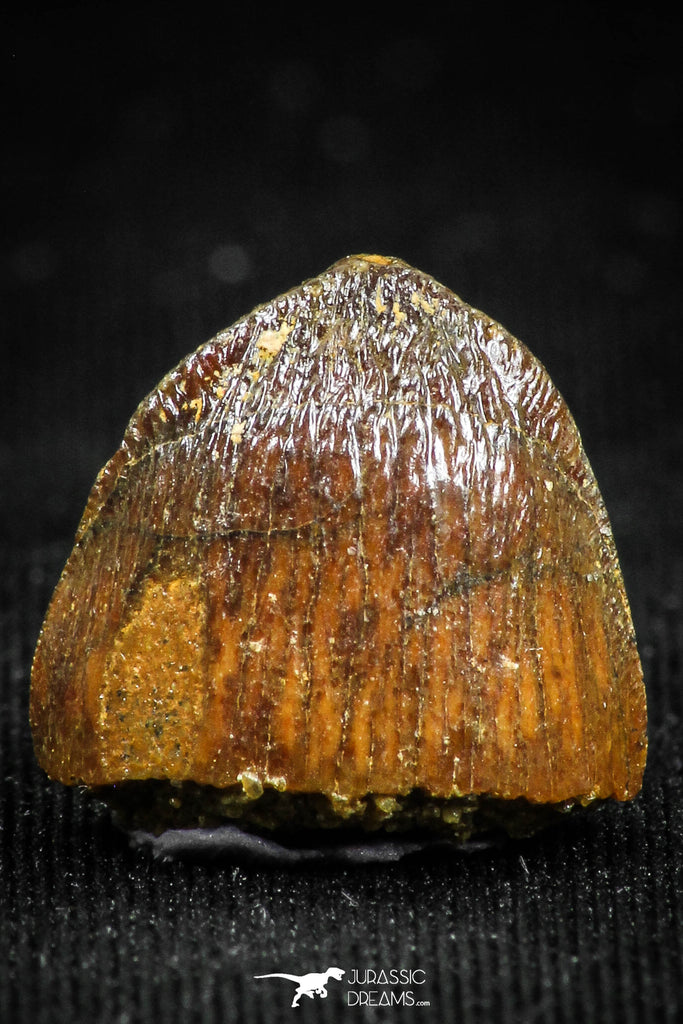 05059 - Top Rare 0.57 Inch Hamadasuchus rebouli Crocodile Tooth Cretaceous KemKem Beds