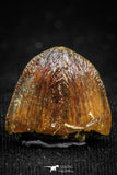 05059 - Top Rare 0.57 Inch Hamadasuchus rebouli Crocodile Tooth Cretaceous KemKem Beds