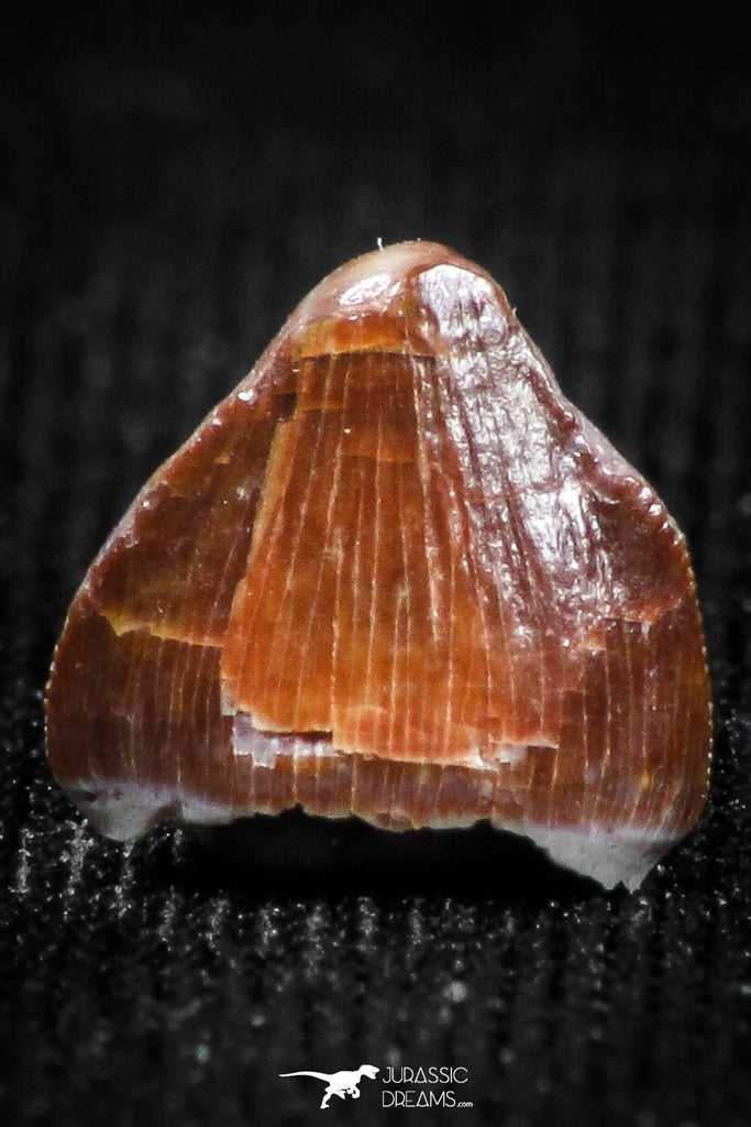 05060 - Top Rare 0.21 Inch Hamadasuchus rebouli Crocodile Tooth Cretaceous KemKem Beds