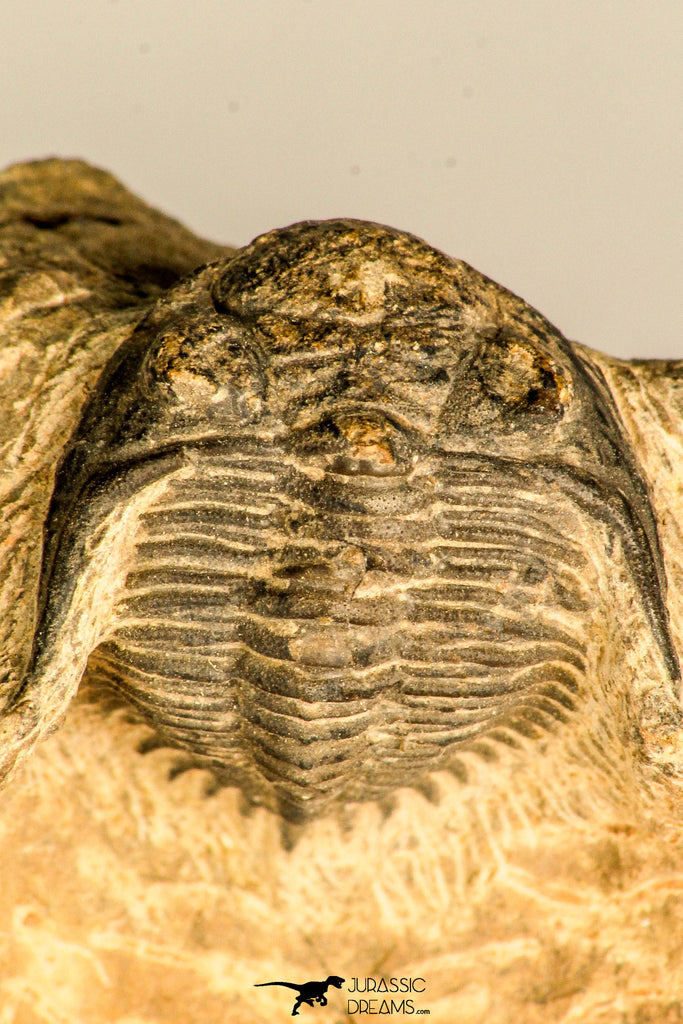 30771 - Well Preserved 0.89 Inch Metacanthina issoumourensis Lower Devonian