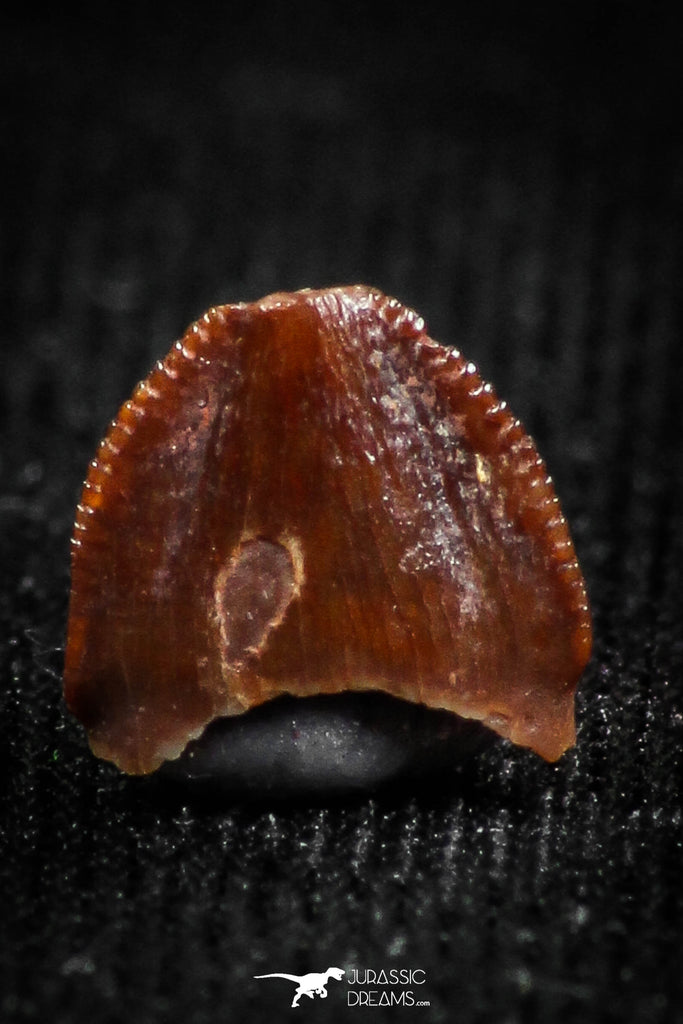 05061 - Top Rare 0.17 Inch Hamadasuchus rebouli Crocodile Tooth Cretaceous KemKem Beds