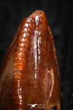 05061 - Top Rare 0.17 Inch Hamadasuchus rebouli Crocodile Tooth Cretaceous KemKem Beds