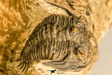 30771 - Well Preserved 0.89 Inch Metacanthina issoumourensis Lower Devonian