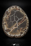 05535 -  Beautiful Cut and Polished 2.14 Inch Septarian Nodule from South Morocco