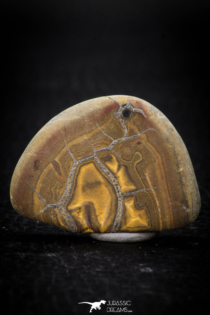 05537 - Top Beautiful Cut and Polished 1.44 Inch Septarian Nodule from South Morocco