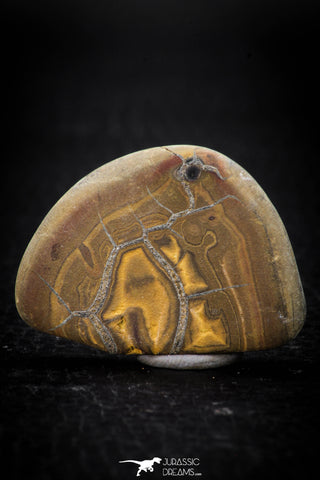 05537 - Top Beautiful Cut and Polished 1.44 Inch Septarian Nodule from South Morocco