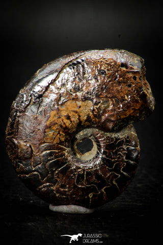 05511 - Well Preserved Pyritized 1.75 Inch Goniatite Devonian Cephalopod