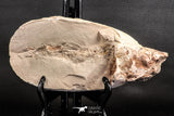 06934 - Top Rare 8.66 Inch Goulmimicthys sp. 3D Fossil Fish in Nodule Cretaceous