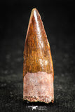 05065 - Nice Unbroken 1.18 Inch Juvenile Spinosaurus Dinosaur Tooth Cretaceous