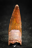 05065 - Nice Unbroken 1.18 Inch Juvenile Spinosaurus Dinosaur Tooth Cretaceous