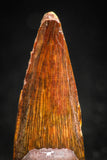 05065 - Nice Unbroken 1.18 Inch Juvenile Spinosaurus Dinosaur Tooth Cretaceous