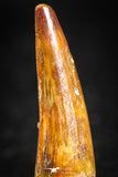 05066 - Nice Unbroken 1.26 Inch Juvenile Spinosaurus Dinosaur Tooth Cretaceous