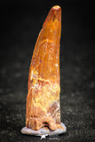 05066 - Nice Unbroken 1.26 Inch Juvenile Spinosaurus Dinosaur Tooth Cretaceous