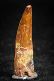 05066 - Nice Unbroken 1.26 Inch Juvenile Spinosaurus Dinosaur Tooth Cretaceous