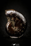 05516 - Well Preserved Pyritized 0.89 Inch Goniatite Devonian Cephalopod