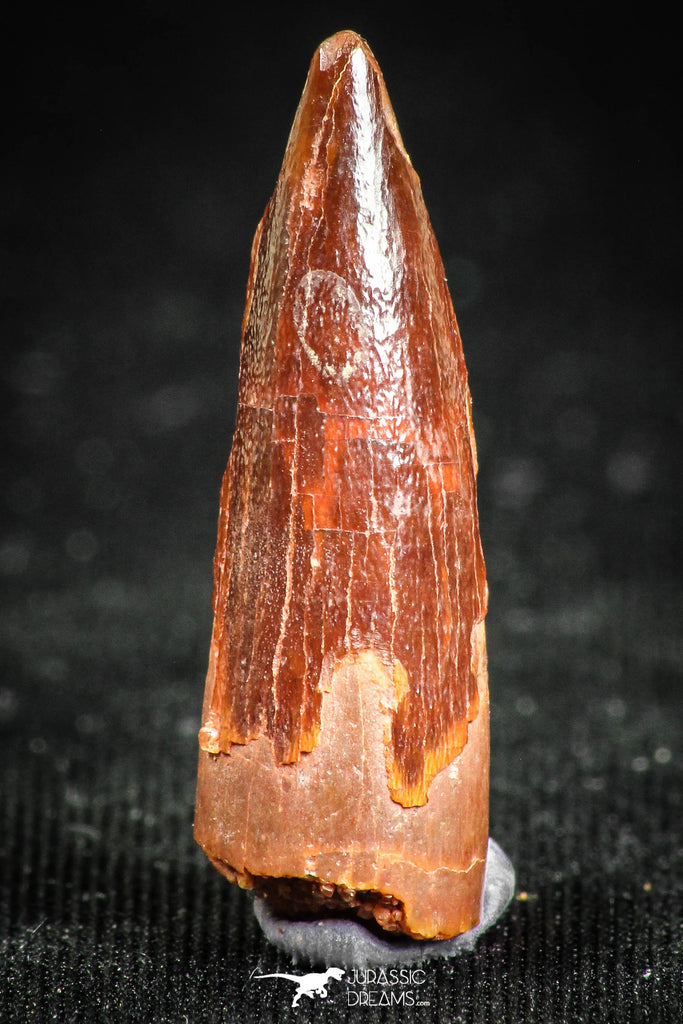 05067 - Beautiful Red 0.94 Inch Juvenile Spinosaurus Dinosaur Tooth Cretaceous
