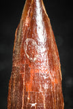 05067 - Beautiful Red 0.94 Inch Juvenile Spinosaurus Dinosaur Tooth Cretaceous
