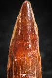 05067 - Beautiful Red 0.94 Inch Juvenile Spinosaurus Dinosaur Tooth Cretaceous