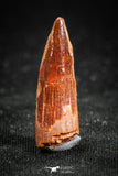 05067 - Beautiful Red 0.94 Inch Juvenile Spinosaurus Dinosaur Tooth Cretaceous