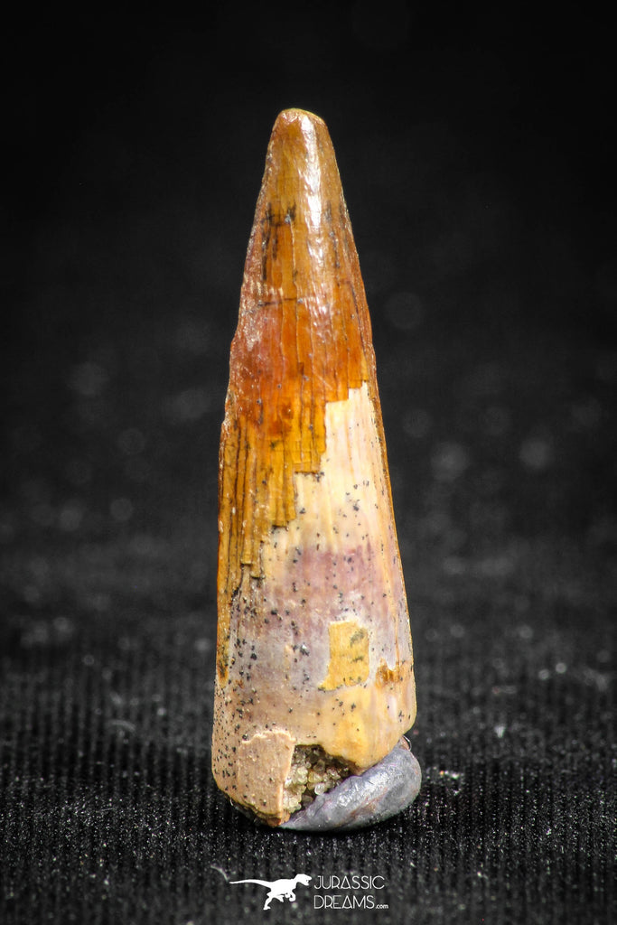 05068 - Top Beautiful 1.02 Inch Juvenile Spinosaurus Dinosaur Tooth Cretaceous